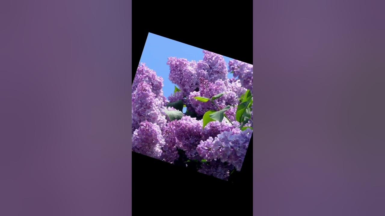серень - YouTube
