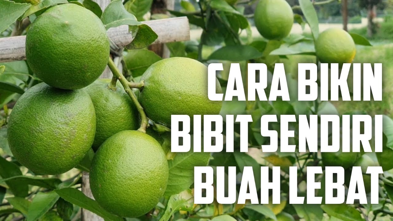  Teknik  Sambung  Pucuk Bibit Jeruk YouTube