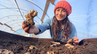 Planting Ginger- One of my Favorite Medicinal Roots and Don't Miss Out on our Offer!!!