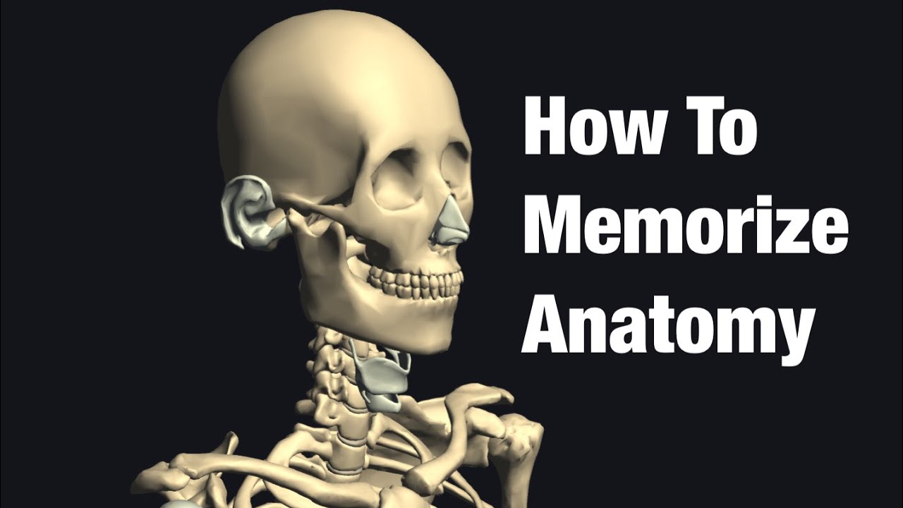 how-to-memorize-anatomy-memorize-bone-first-youtube