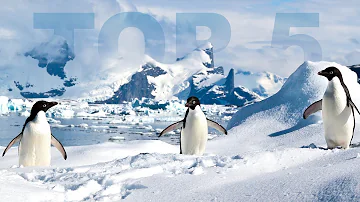 Co je nejjedovatější zvíře na světě?