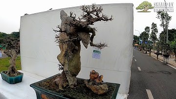 Lần đầu gặp cây Cơm Nguội bonsai quái đến vậy ở SVC Long Biên