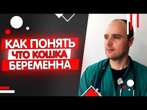 Как понять что кошка беременна? Признаки беременности у кошек