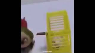 Parrot Spins Hamster Meme