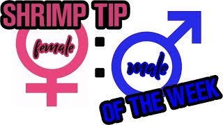 SHRIMP MALE TO FEMALE RATIO WHY ITS SO IMPORTANT Shrimp Tip of the Week