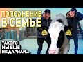 КУПИЛИ КОРОВУ МНОГОДЕТНОЙ СЕМЬЕ/СЛОВОМ И ДЕЛОМ.