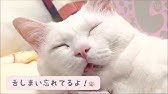 Setsu The Cat With The Ugliest Sleaping Face In Japan Youtube