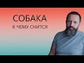 СОБАКА. К чему снится Собака.