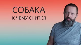 СОБАКА. К чему снится Собака.