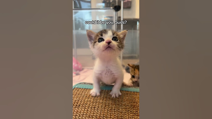 Suds the kitten has a LOT to say!