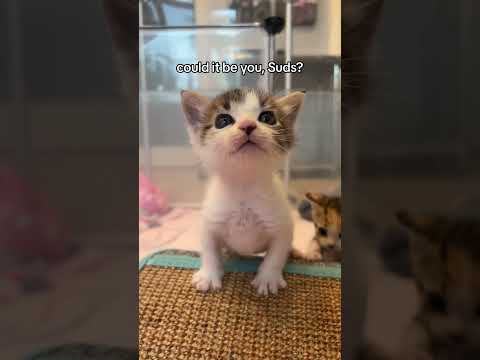 Suds the kitten has a LOT to say!