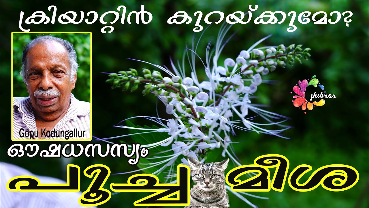 ക്രിയാറ്റിനിൻ കുറയ്ക്കുമോ? പൂച്ച മീശ || Poocha meesha #Gopu #Kodungallur