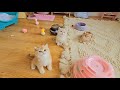 Live Stream on February 27 of kittens Marzipan, Mochi, Biscuit, Vanilla