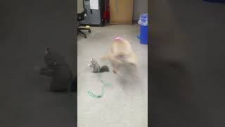 Meet Ruthie A Terrier, Pit Bull Currently Available For Adoption 8242024 85219 Am