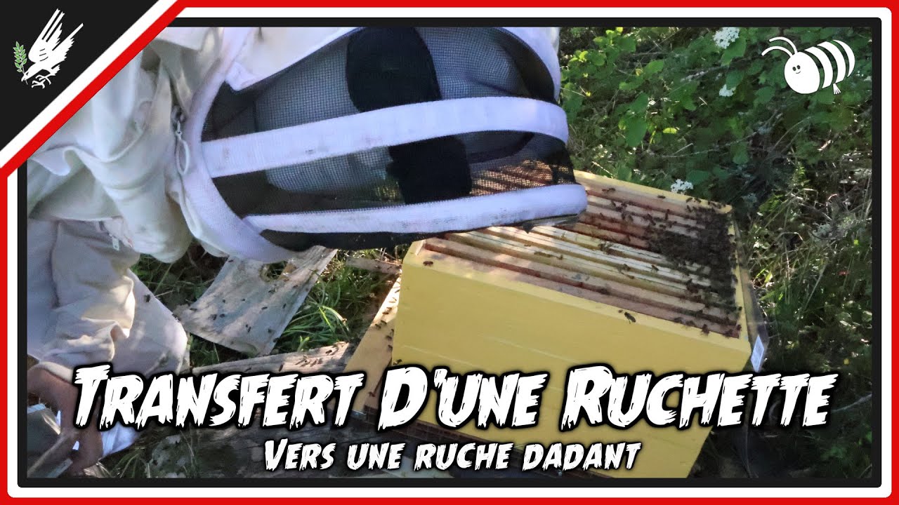 Transfert dune colonie dabeilles dune ruchette  une ruche Dadant Silvered DRAKOV