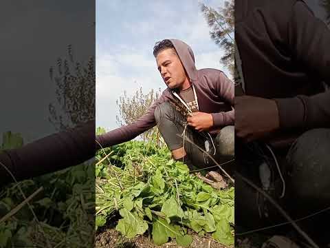 الشقيان كسبان هاتها بالحلال ربنا يكرمك