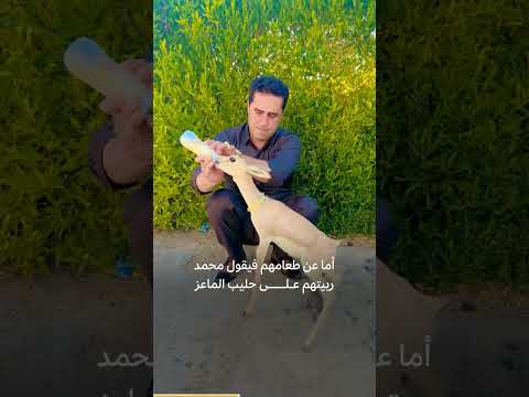 محمد نوري نجح بتربية أحد أنواع الغزلان في منزله