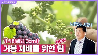 [농업기술동영상] 대립계 무핵포도 꽃송이 다듬기 및 착립기술