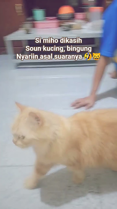 kasian deh  si miho di prank #kucing #shortvideo #kucinglucu #kucingoyen