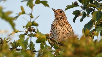 Song Thrush Singing at Sunset