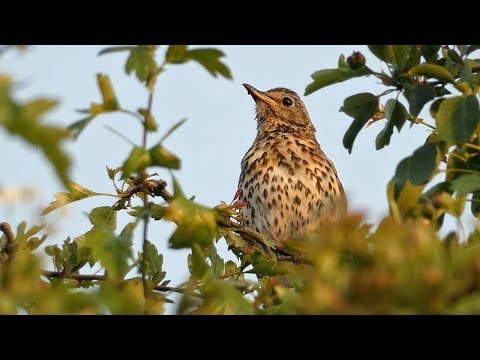 Song Thrush Singing At Sunset