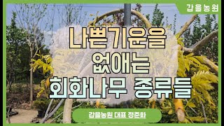나쁜기운을 없애주는 회화나무 종류들#회화나무#황금회화나무#수양회화나무#정원에심어야할나무#행운을주는나무#정원에심는필수나무#경산종묘상#경산농원#경산묘목#경산나무#경산조경수#갑을농원
