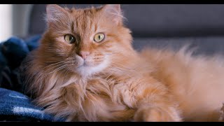 Beautiful Orange Siberian Cat | 4K Cats