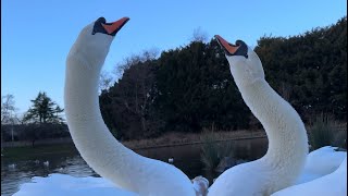 Swan’s special call ❤️🦢 - Mute Swan sounds and vocals #shorts #Swans