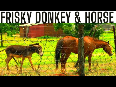 Donkey With Horse
