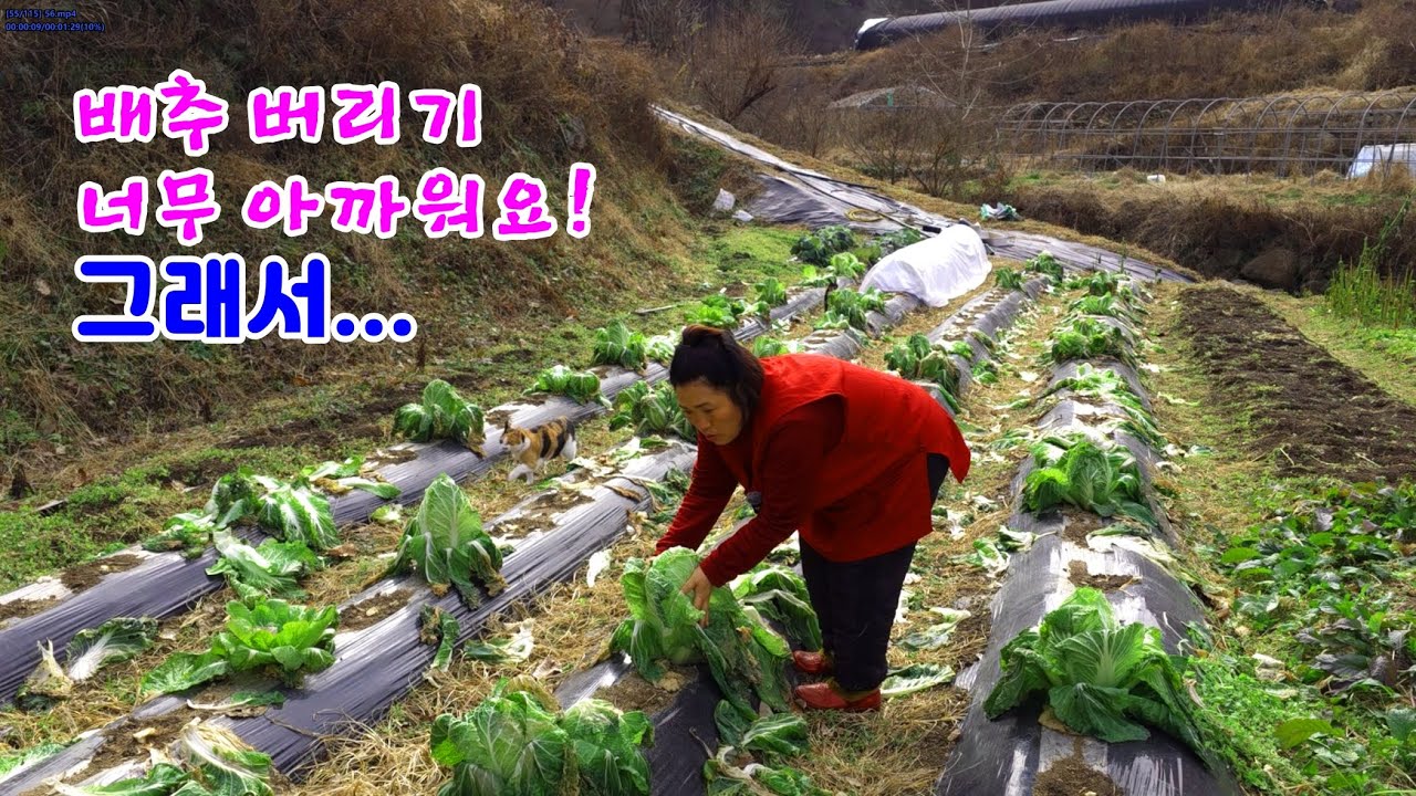 Выбрасывать капусту в таком виде – это расточительство! Как мне это сказать...