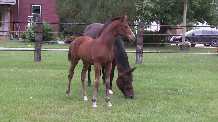 Sirocco - Stunning Oldenburg Prospect by Sir Grego...