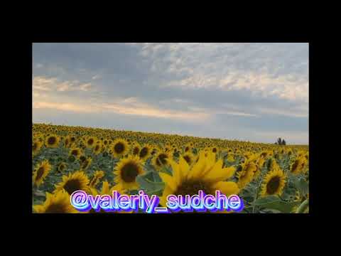 Розвивайся дубе Валерій Судче Valeriy Sudche