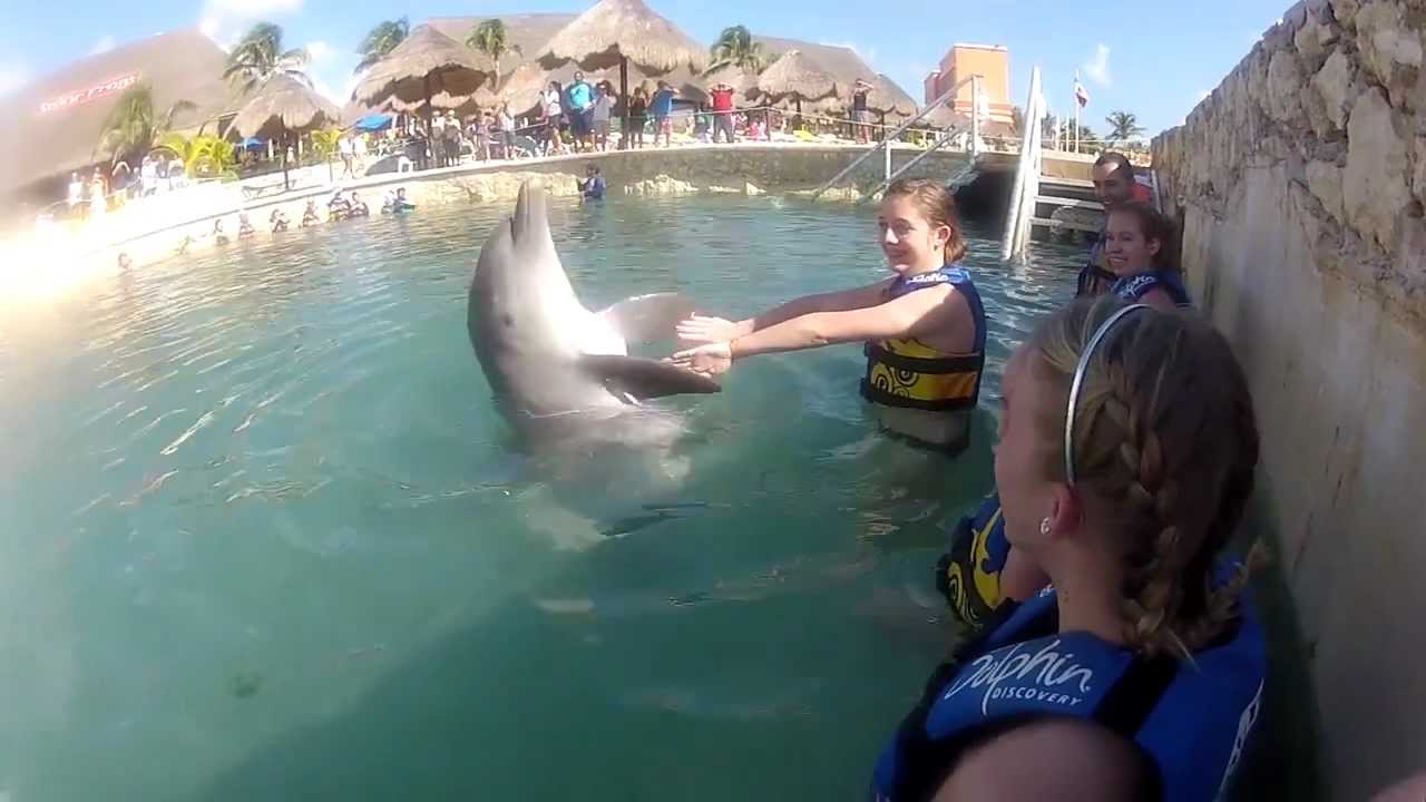 costa maya cruise port swim with dolphins