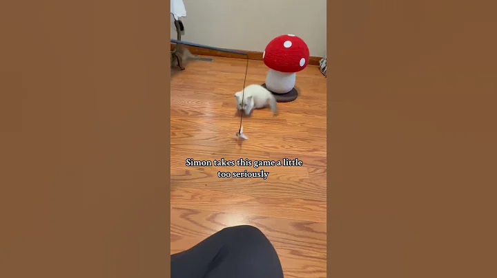 Watch the video about Simon the 8 Week Old Munchkin kitten takes the game a little too serious #munchkincats #munchkins