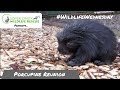 Lloyd the Porcupine meets his dad!