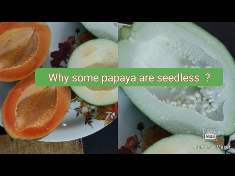 Video: My Papaya Have Seeds: What Causes Seedless Papaya Fruit