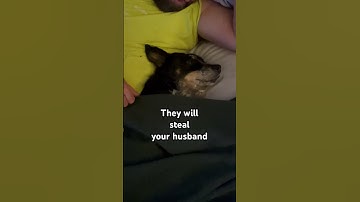 The truth about owning a #blueheeler #australiancattledog #acd #rescue #shelterdog #dog #shorts