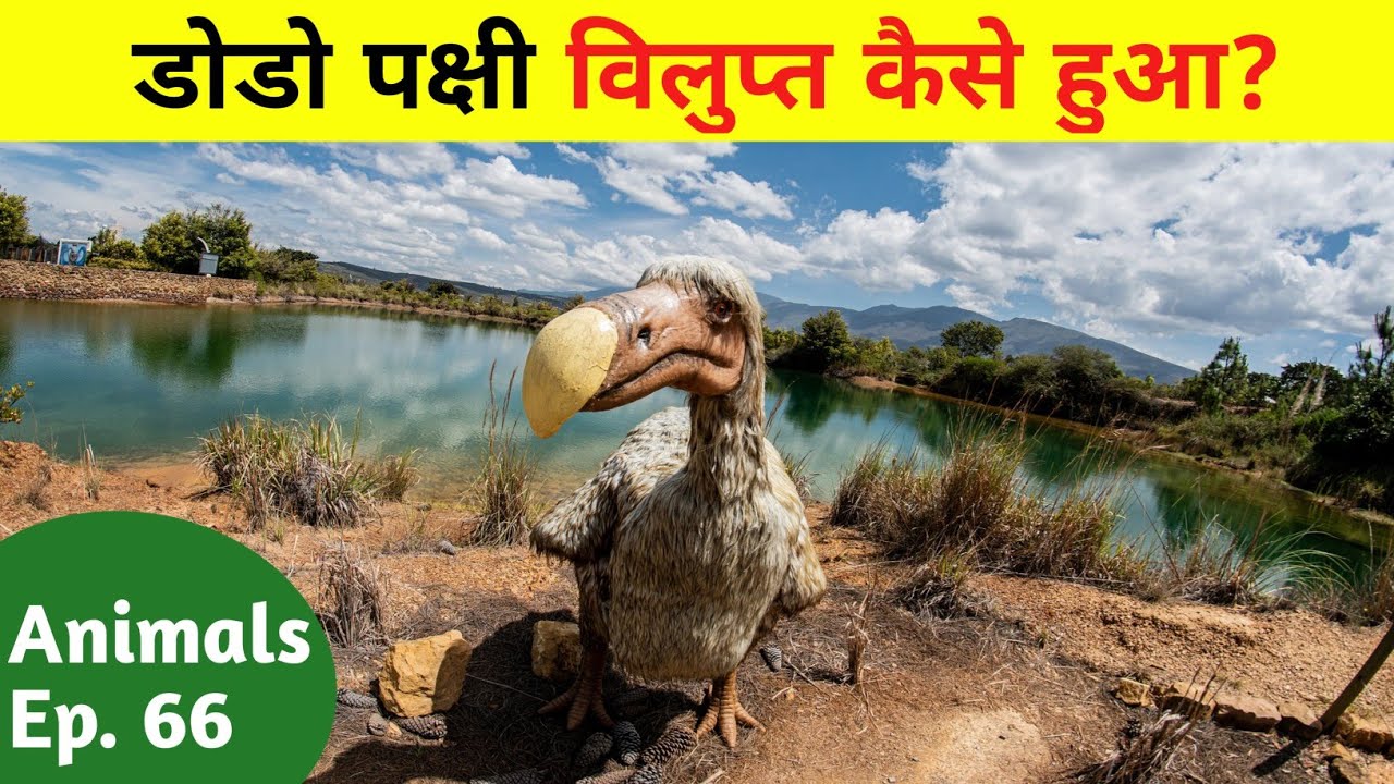 क्यों हुआ डोडो पक्षी विलुप्त? जाने उसका रहस्य | Why Dodo Became Extinct in Hindi