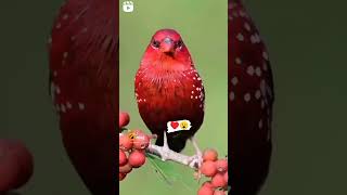 Download Lagu cute Birds MP3