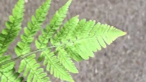 Fern Fractal Animation