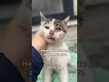 Please donate #viral #viralvideo #catsoftiktok #cat #catsofinstagram #pets #catsofyoutube #kitten