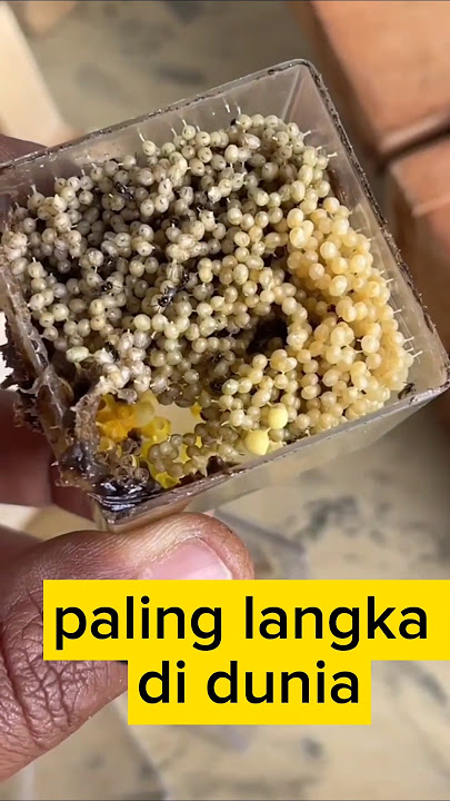 Madu Klanceng Putih , Jenis Paling Langka Di Dunia
