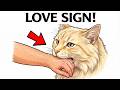 That Stare Your Cat Gives You Means Everything