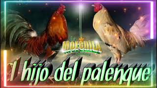 el hijo de palenque 👉 grupo laberinto by La morenita poblana 1,039 views 1 year ago 2 minutes, 49 seconds