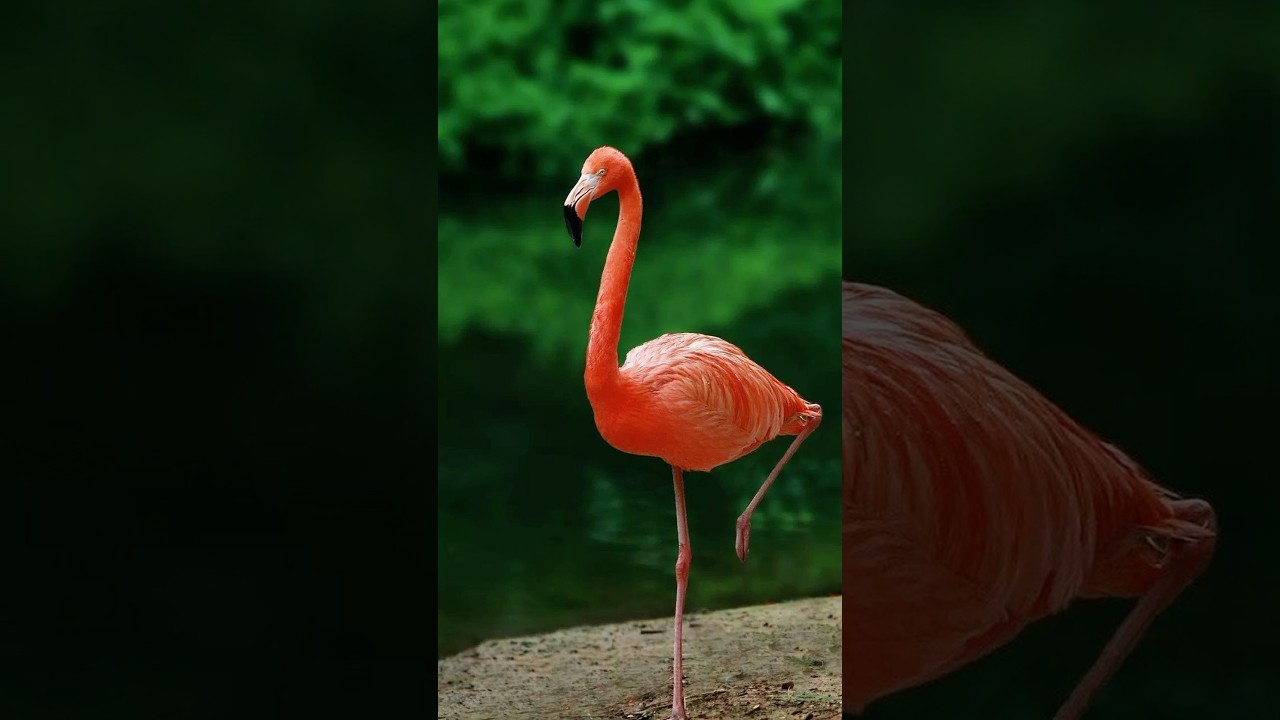 Why Flamingos Need Big Flocks to Lay Eggs 😳 