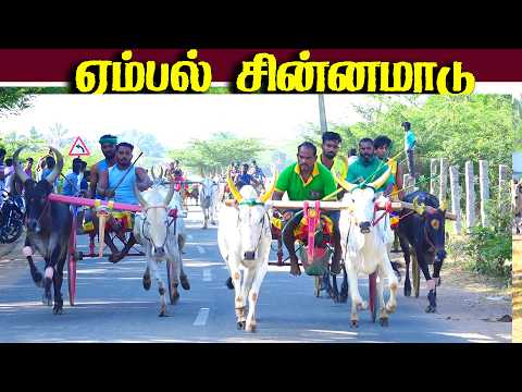 ஏம்பல் சின்னமாடு 1 பந்தயம் 04.03.2026