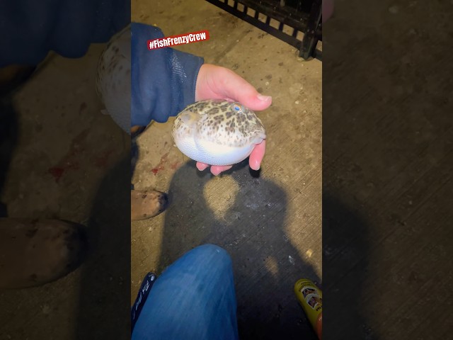 Here’s a video of a Smooth Toadfish in action before I safely released it. #fishfrenzycrew class=