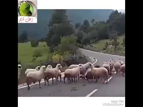 اوف بنتي بدريه حظها طالع ع امها اسود