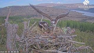 Louis brings the first fish for Dorcha and stays to incubate the Loch Arkaig Osprey eggs 1 May 2024