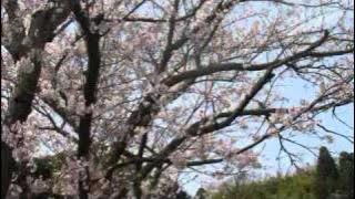 Begging of April /Yuki Kanesaka